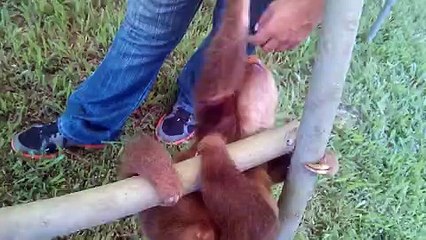 LiveLeak.com - Adorable Baby Sloths Practice Their Swinging