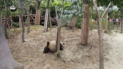 Röntgenci Pandanın Hazin Sonu.