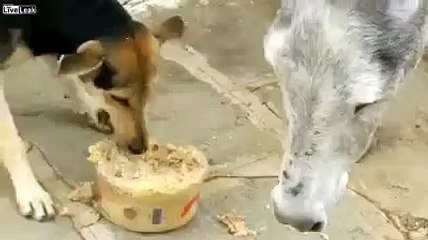 Eşeğin İntikamı Kötü Oldu