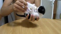 Biberona saldıran yavru kedi  -) Komedi ☆ Komedi ve Eğlence izle (video)  ツ