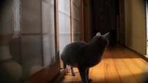 Böyle bir kedi görmediniz ! ☆ Komedi ve Eğlence izle (video)  ツ