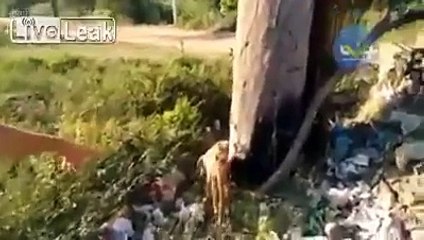 This man deserves all the respect Look what to do with stray dogs