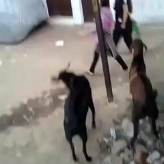 Goat Hitting A Girl - Funny Clip