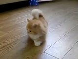 Böyle tatlı bir kedi daha önce görmediniz ☆ Komedi ve Eğlence izle (video)  ツ