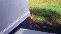 Chipmunk Chirping Outside Kitchen Window