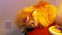 Bu kedi kafayı yemiş  -) ☆ Komedi ve Eğlence izle (video)  ツ