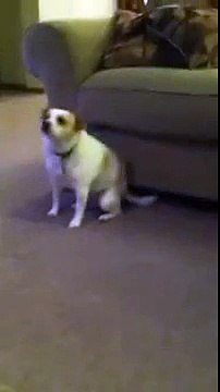 Dans Eden Komik Köpek -) ☆ Komedi ve Eğlence izle (video) ツ