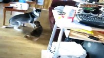 En komik kedi ve köpek kavgaları ☆ Komedi ve Eğlence izle (video)  ツ