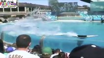 Amazing & Incredible Dolphin Stunts Playing With Beautiful Girl Must See