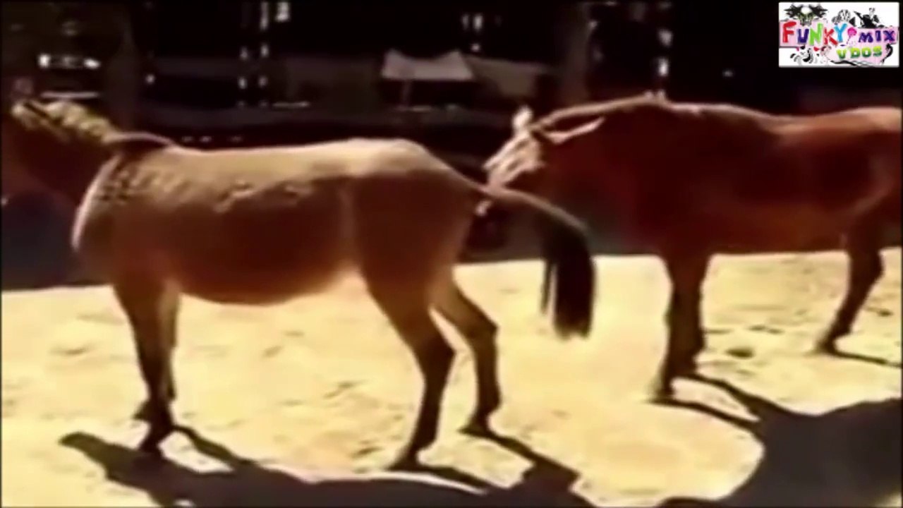 Horse And Donkey Sex - Zebra Mule Horse Donkey In The Wild Mating WEIRD SEX (Intercourse) Must See  - Dailymotion Video