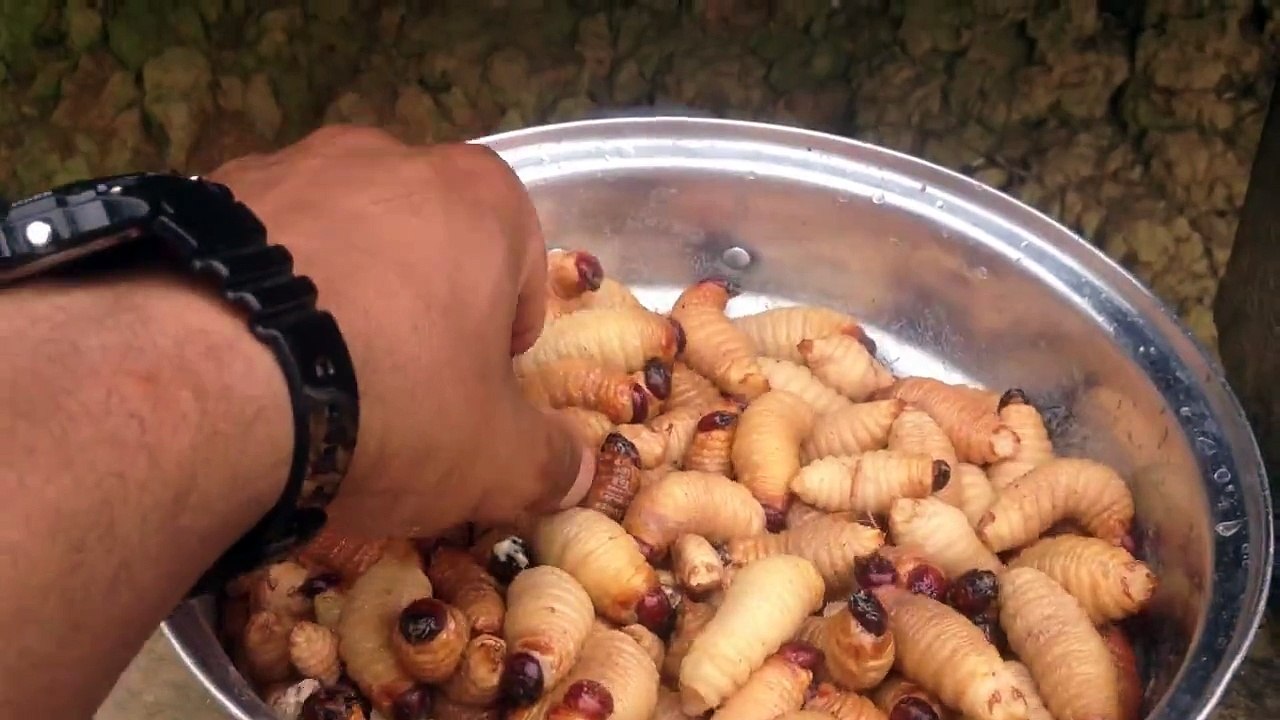 GUSANOS DE PALMA(que se comen)