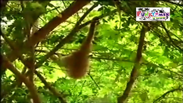 LOL Monkey TOSSES With Tiger Really Funny!!