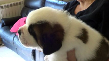 LASZLO à 4 semaines 2015-09-27