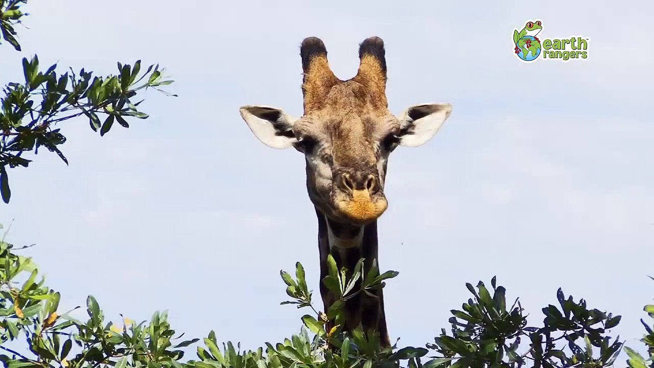 Lucu Binatang Yang Bisa Bicara