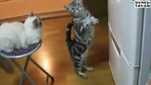 funny cat begging food