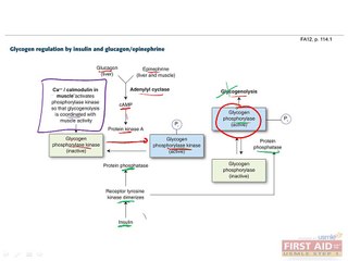 Biochemistry Metabolism Part 5