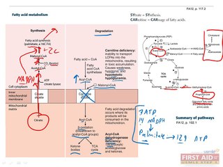 Biochemistry Metabolism Part 6