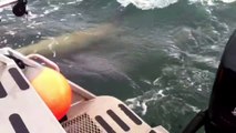 Sea lions try and use a whale watching boat as cover from orcas