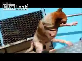 One of the barbaric reality of strays in Malaysia