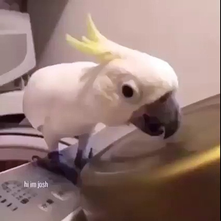 Funny clips kk 24