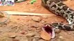Giant 18 Foot Long Python Vomits Big Cock MOST SHOCKING
