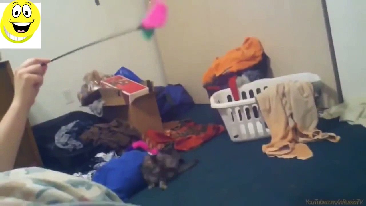 Chats drôles Compilation - vidéos Drôles 2015