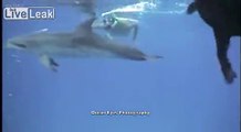 Dog Swims with Dolphin Friends