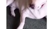 What this dog does when hes caught eating Tater Tots in hilarious.