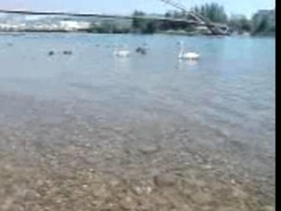 Texas et cygnes