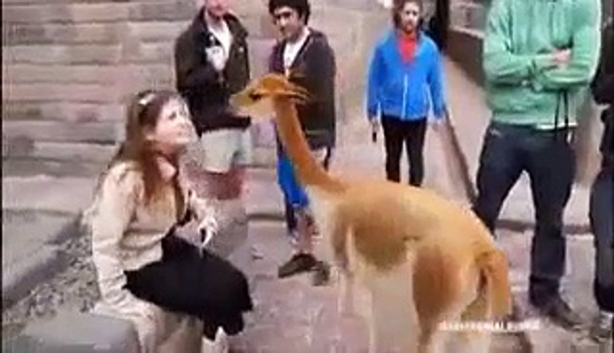 Try Not to Laugh or Grin While Watching This - (HARDEST VERSION)  IMPOSSIBLE CHALLENGE! (2)