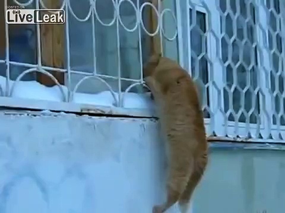 True Cat Love