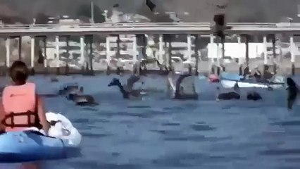 Морское чудовище или монстр хищник ЖЕСТЬ