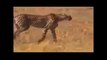 Cheetah Leopard Attacks Real Fight