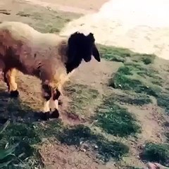 Funny Fight Cow vs Little Boy