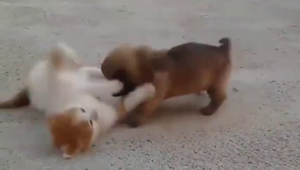 Adorable cat and lovely puppy fighting with Each Other