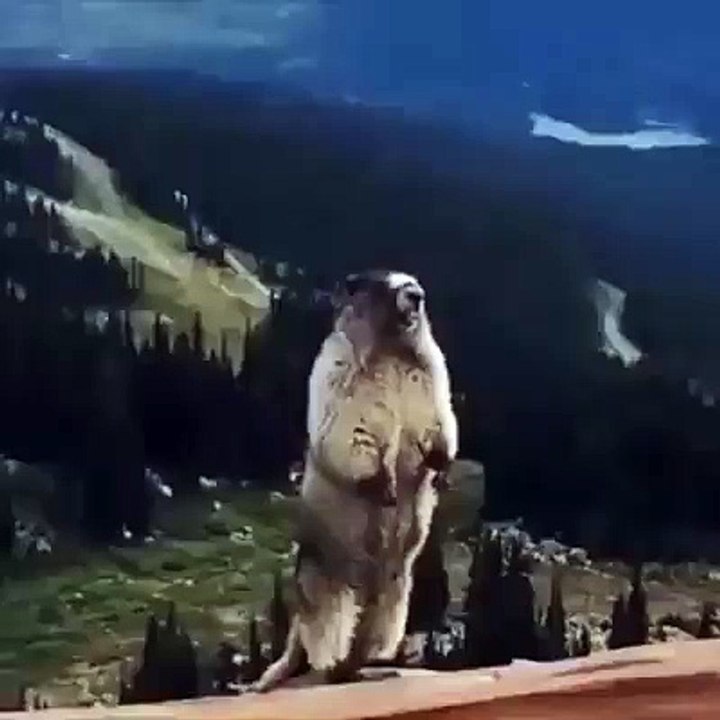 Ce cri dans les montagnes !!!