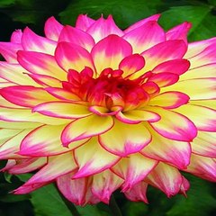 little bit of bunny brightness for your morning