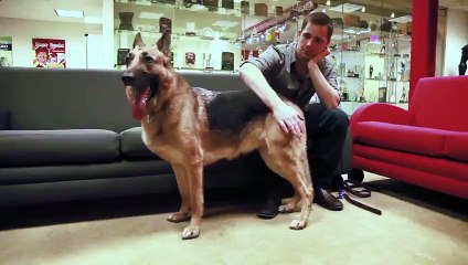 Fallout 4 - Behind the scenes avec Dogmeat