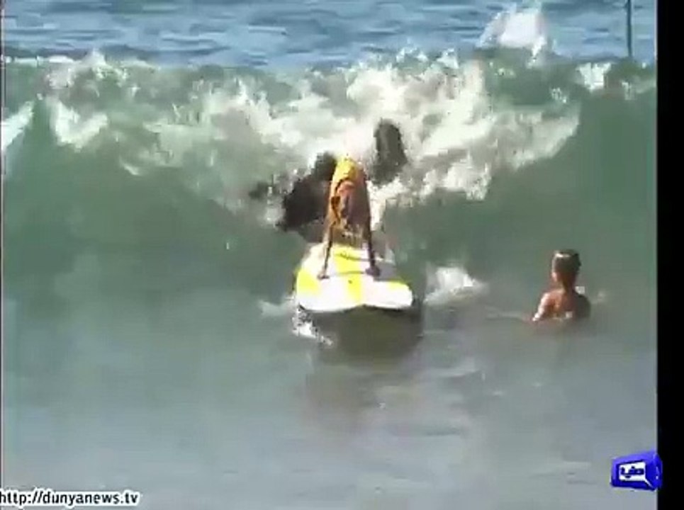 Dunya News- Dog surfers put up amazing show.