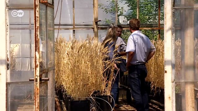Climate change and food - wheat harvests at risk | Tomorrow Today