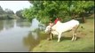 woow what a fantastic jump of this bull... must watch n share-Top Funny Videos-Top Funny