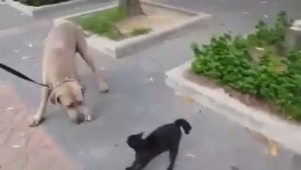 ماں تو ماں ہی ہوتی ہیں