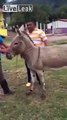 LiveLeak.com - Fat man trying to ride a donkey fail lol