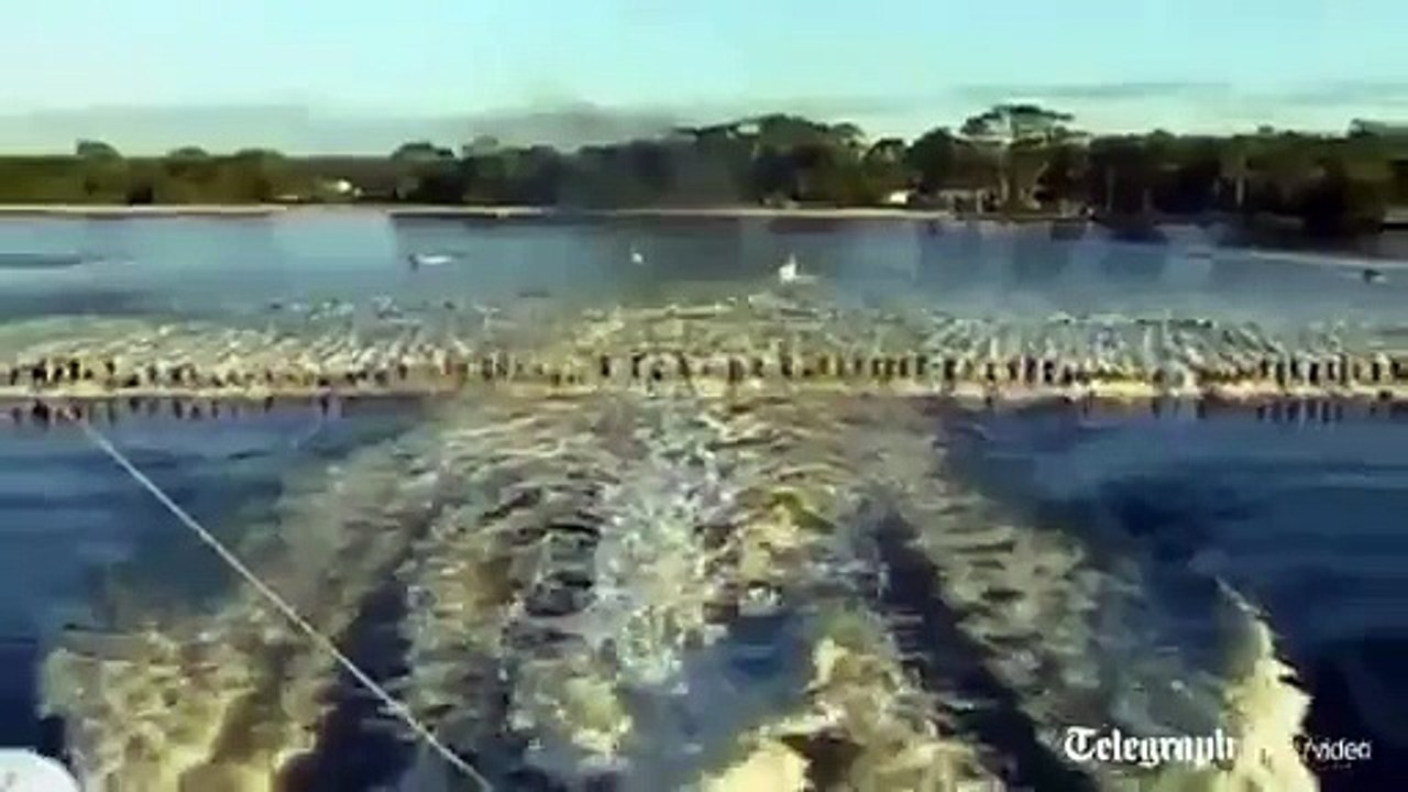 145 skieurs tirés par un bateau