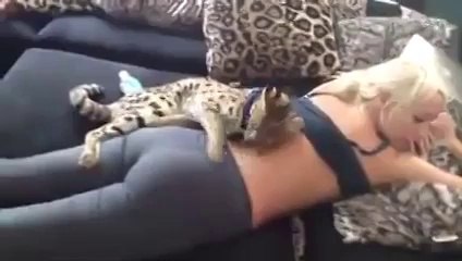 Sahibiyle güzel dakikalar geçiren Serval Kedisi