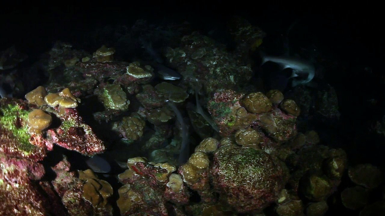 Coco island
