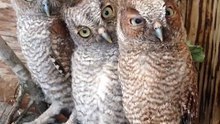 owls