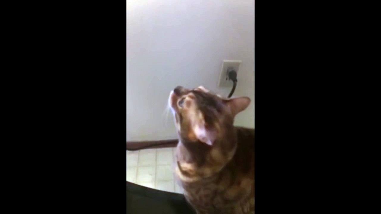 Cat Acts Out The Exorcist