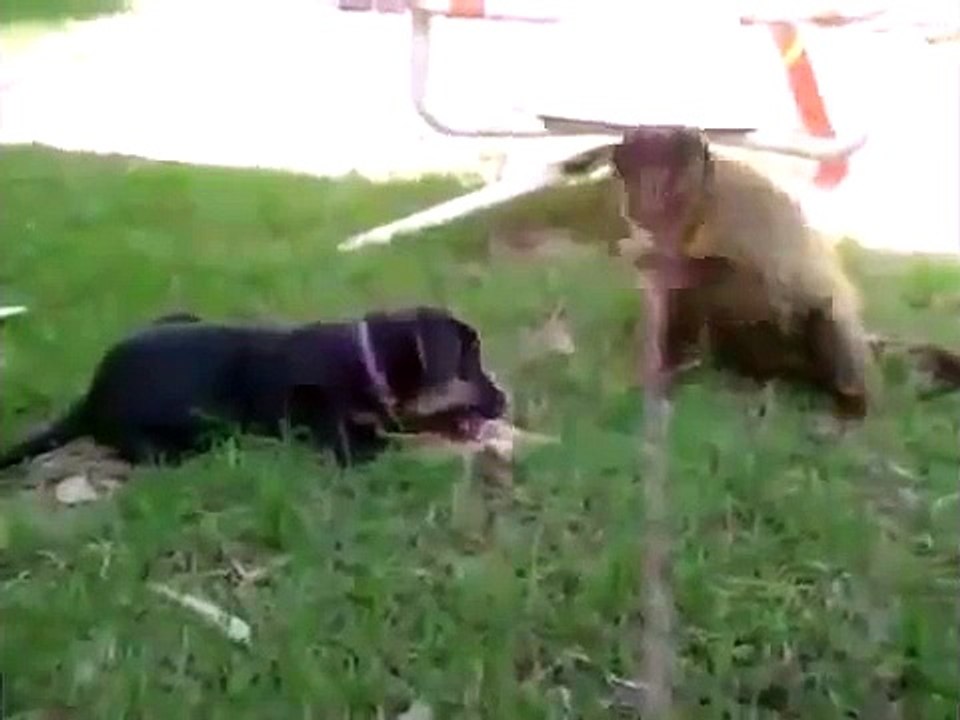 Monkey, gorilla, funny videos, funny animals, dogs, cats, pets, comedy,snakes, lions,pupp2014y