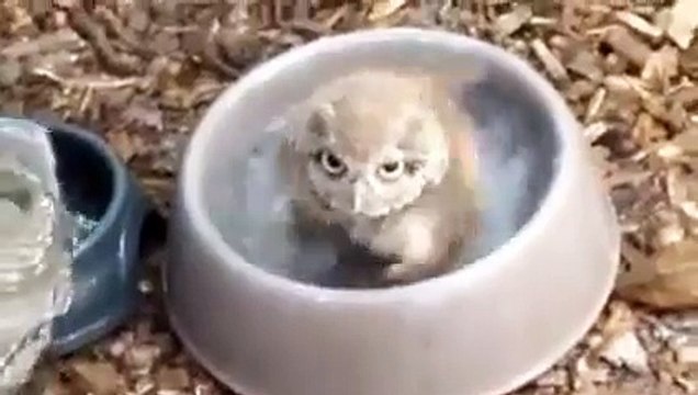 Un bébé chouette prend son bain dans la gamelle d'un chien... Trop mignon!